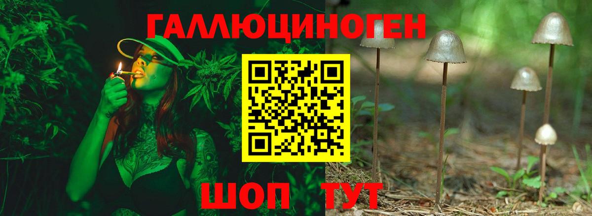 Галлюциногенные грибы Psilocybine cubensis Саратов
